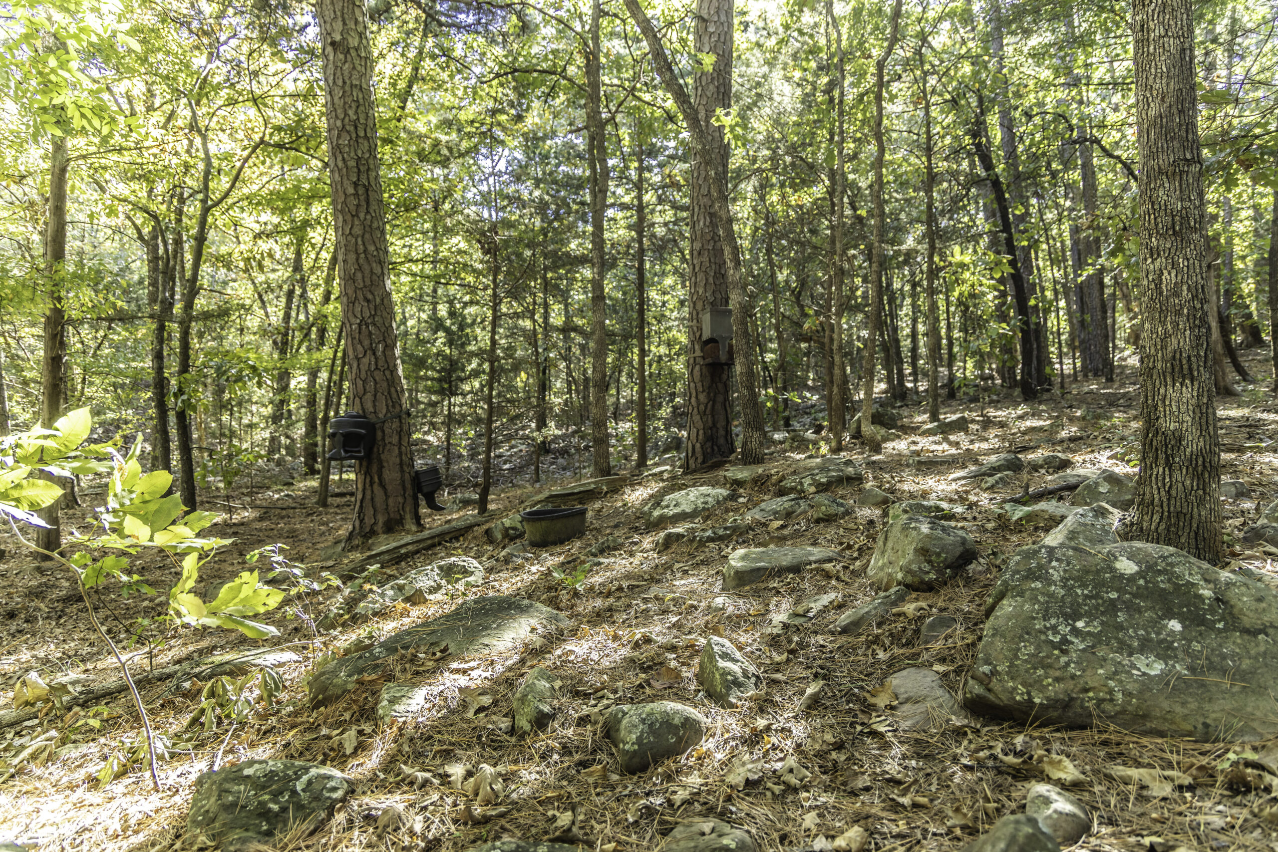 Arkansas real estate agent near me