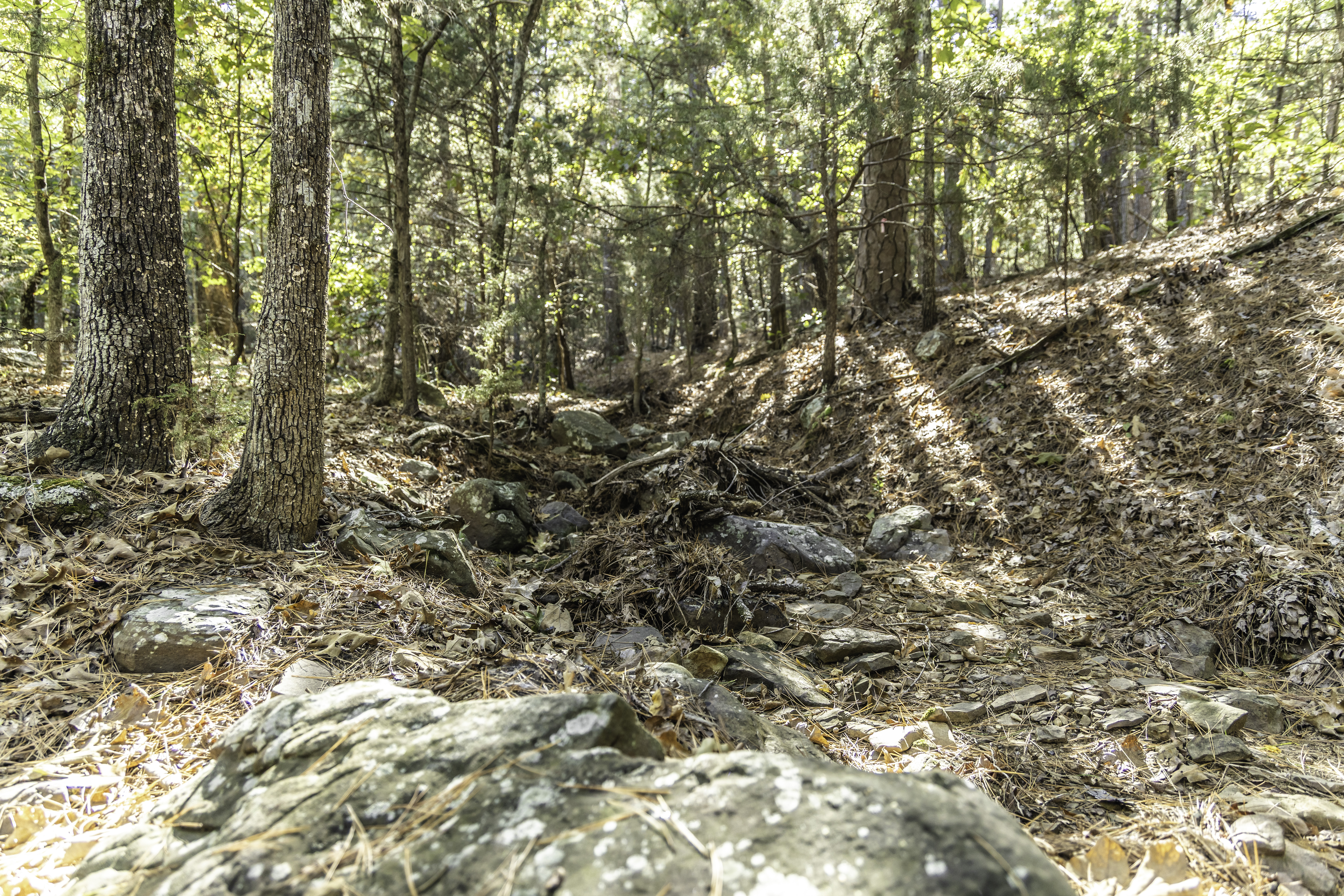 Arkansas real estate agent near me