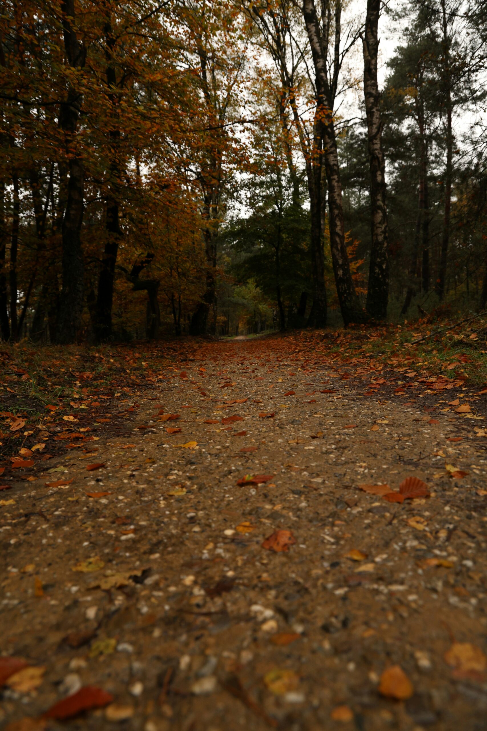 national forest land for sale and what to know about them