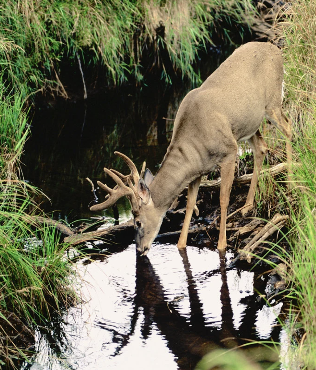 whitetail-buck-by-pond-arkansas-hunting-land