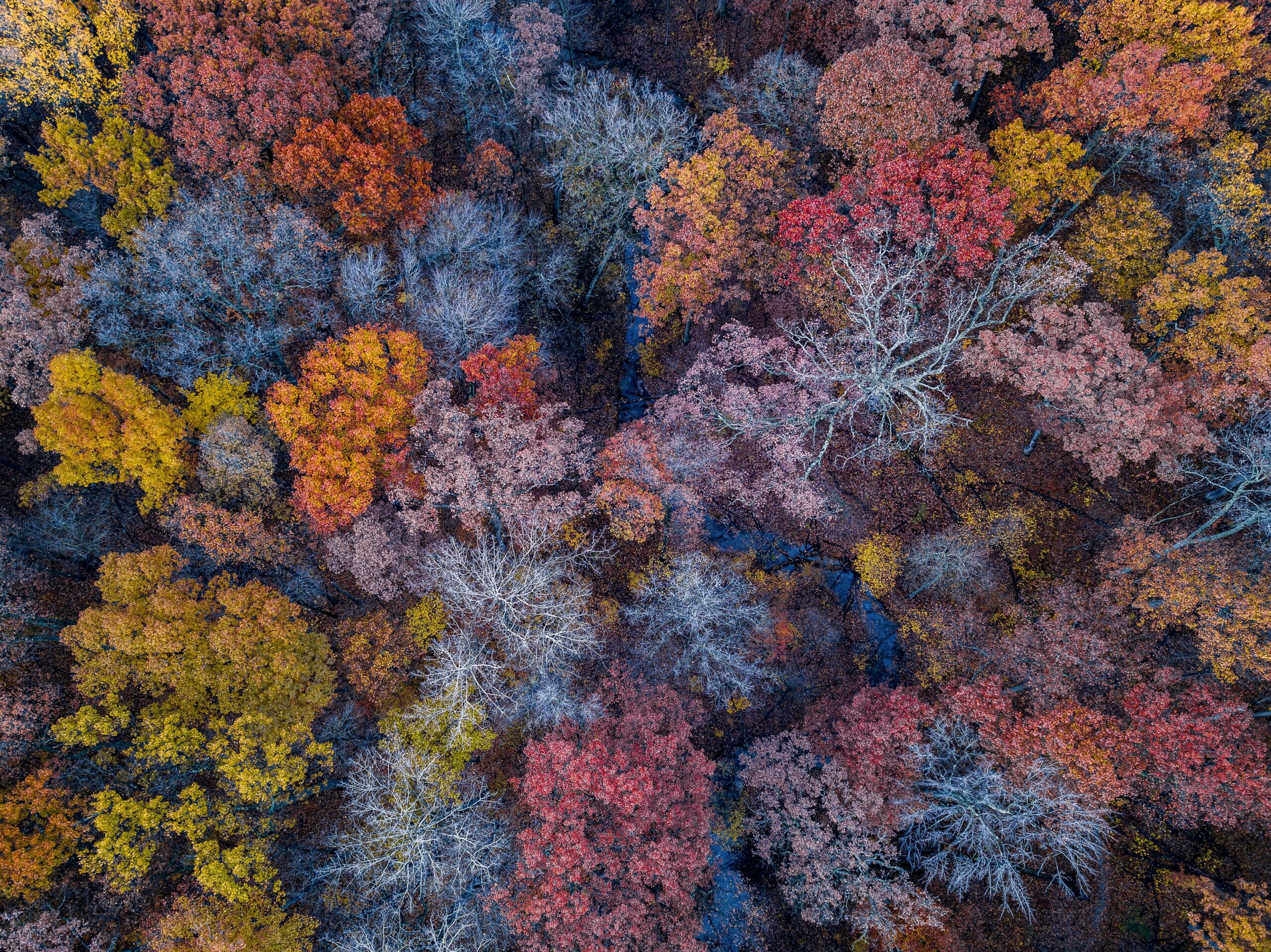 Why national forest land matters to Arkansas hunters