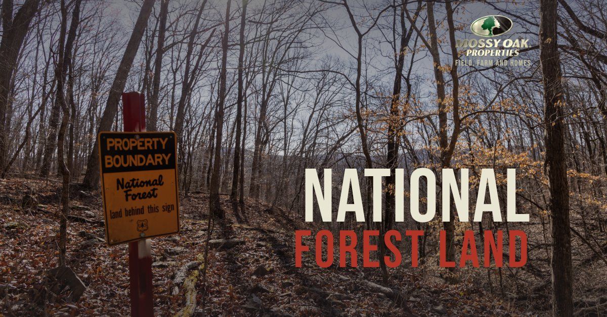 cover-hunting-land-bordering-national-forest