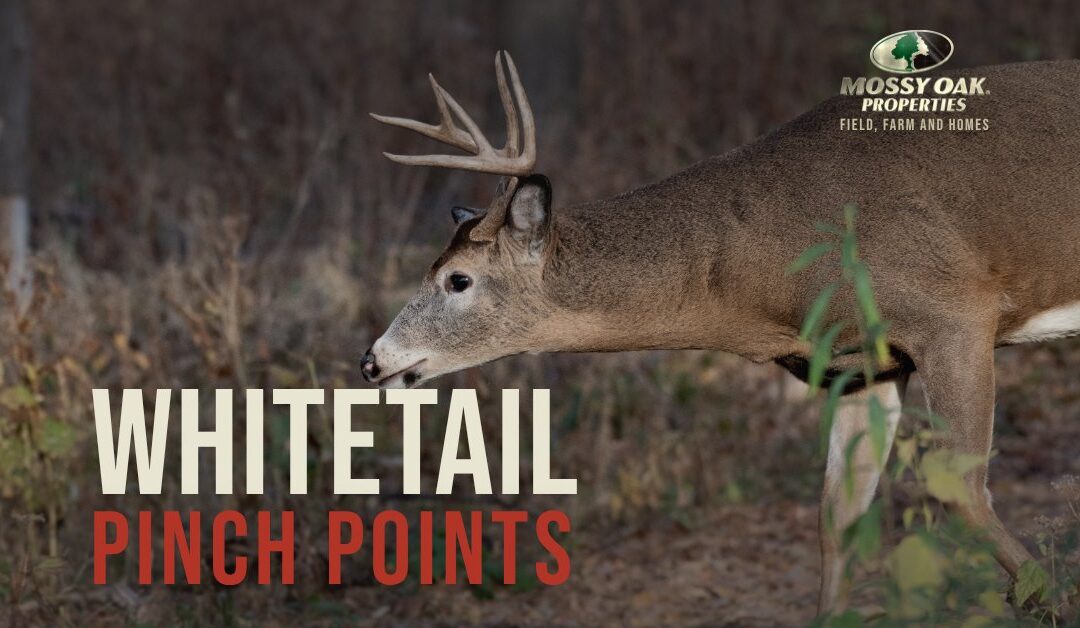 cover-whitetail-pinch-points