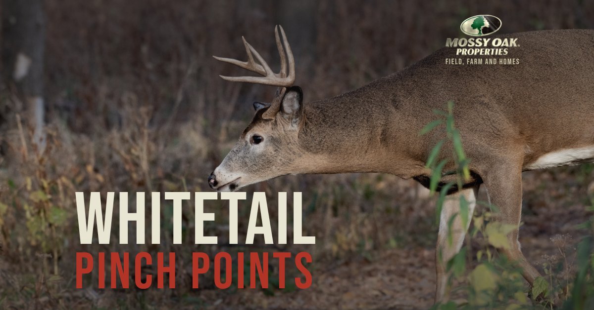cover-whitetail-pinch-points
