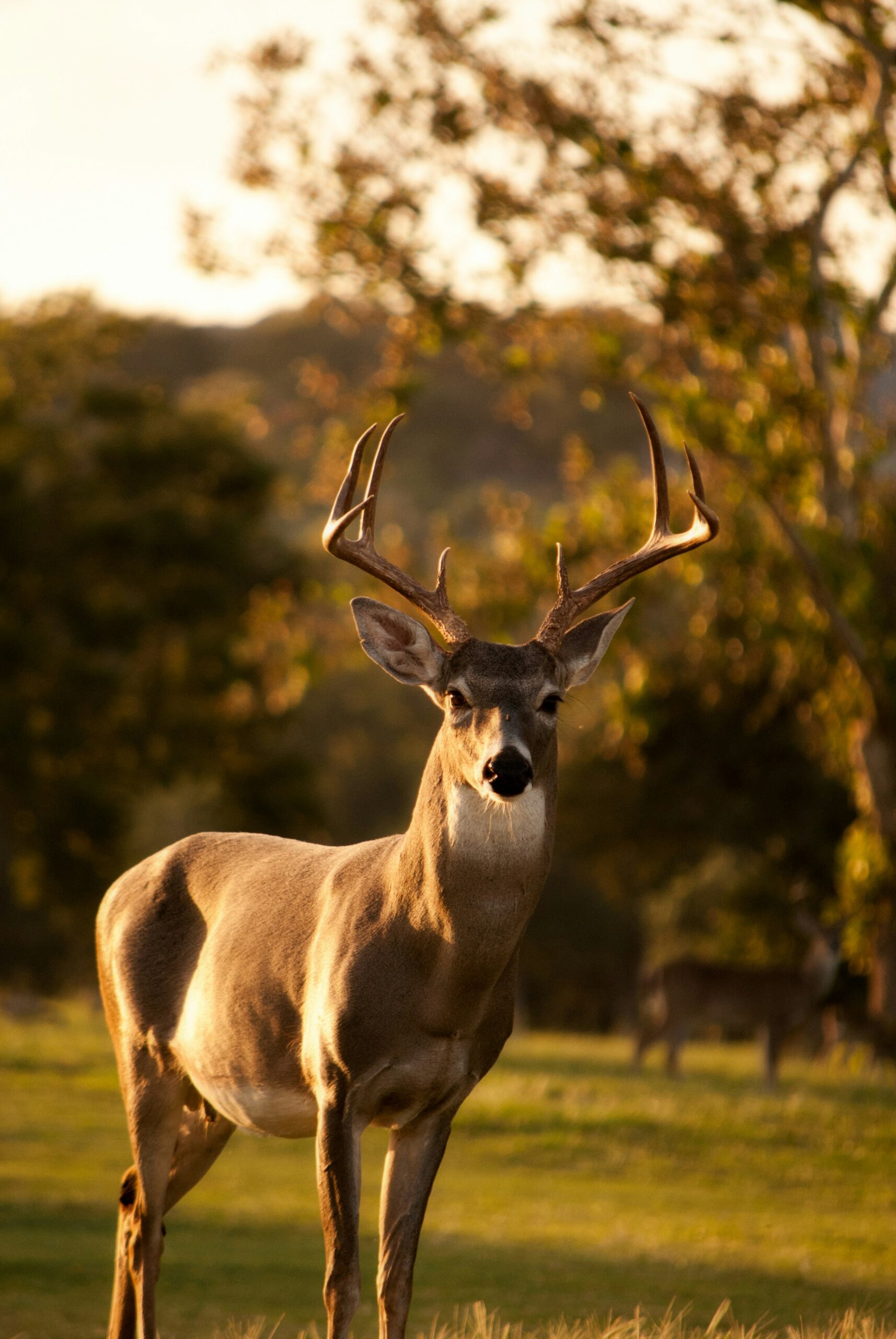 Whitetail buck traveling through hardwood timber