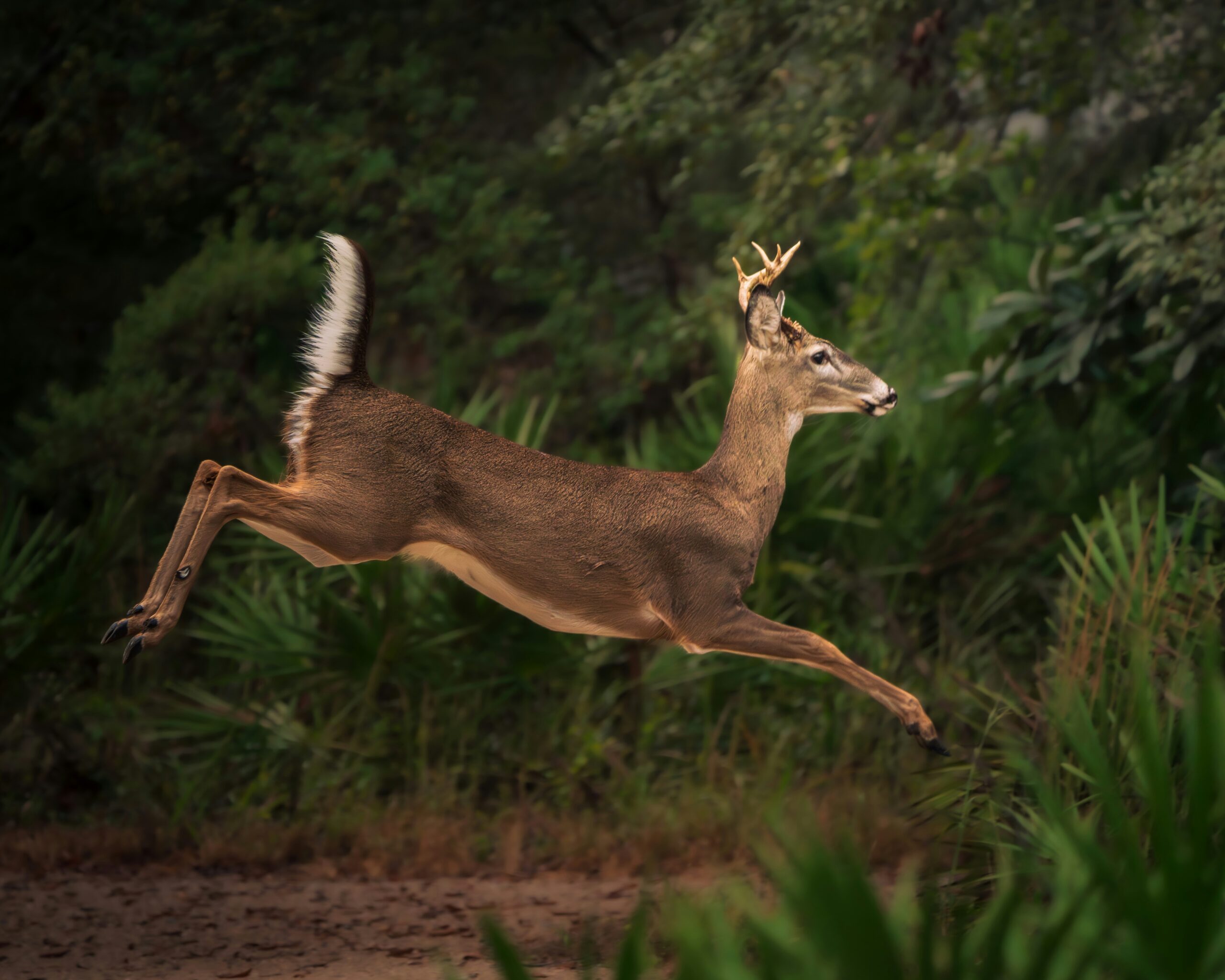 young buck crossing a forest clearing