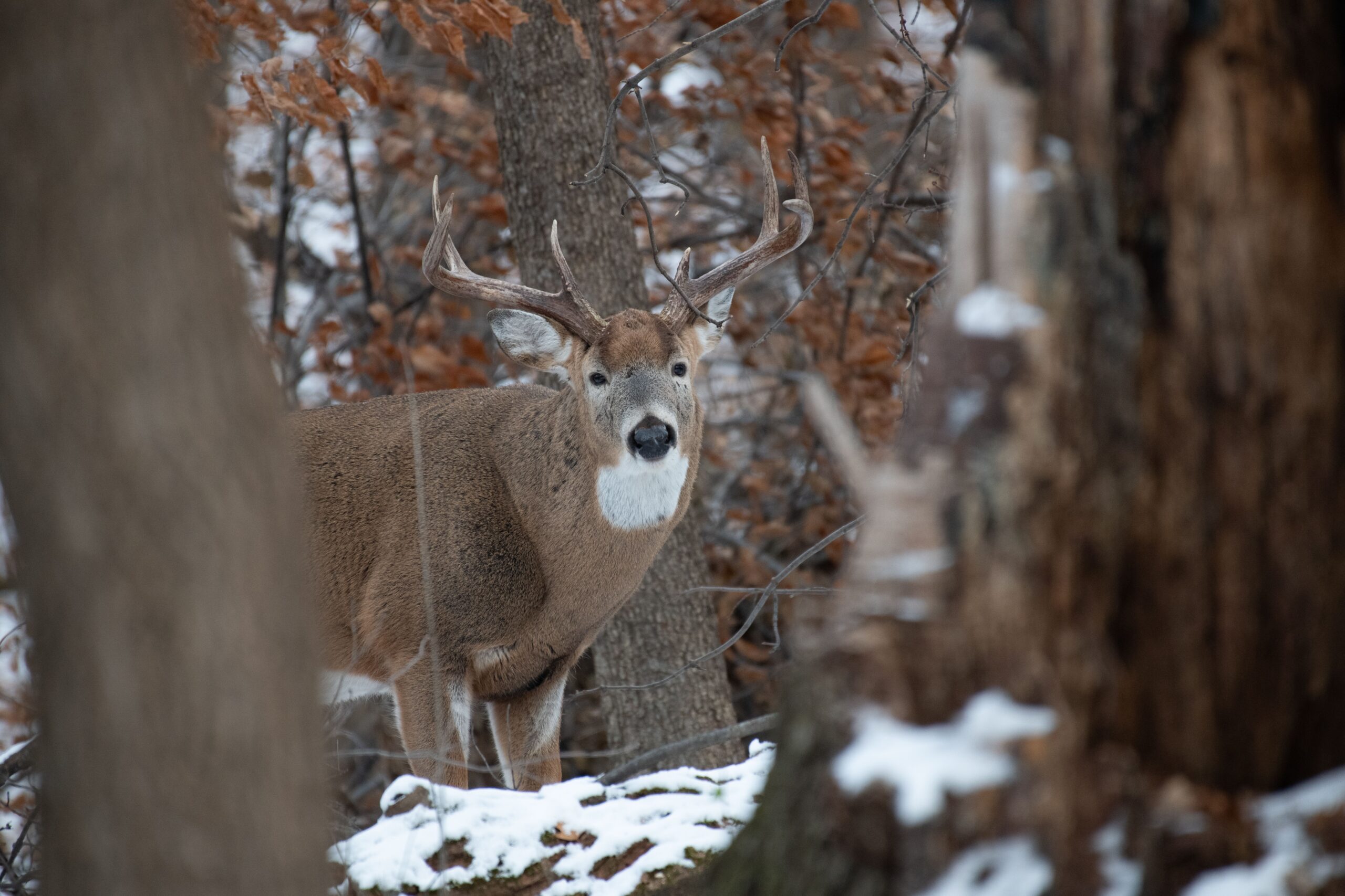 Deer moving along a wooded travel corridor