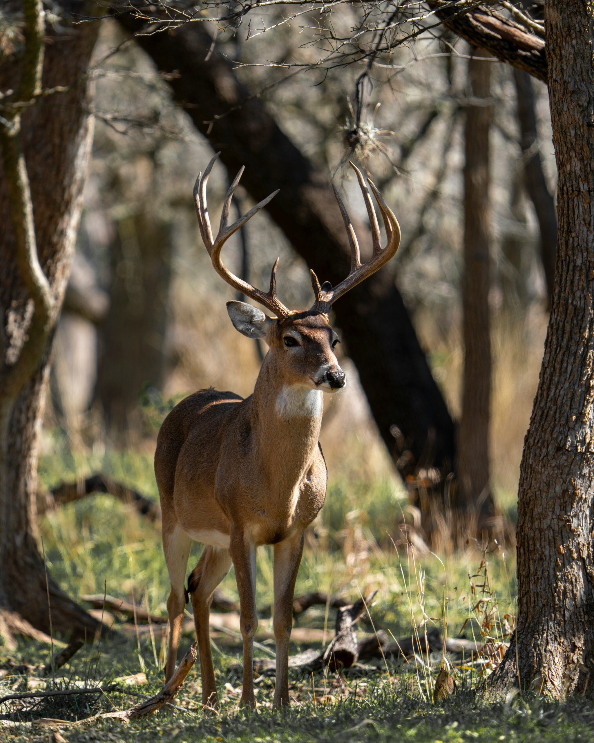 Deer moving along a wooded travel corridor