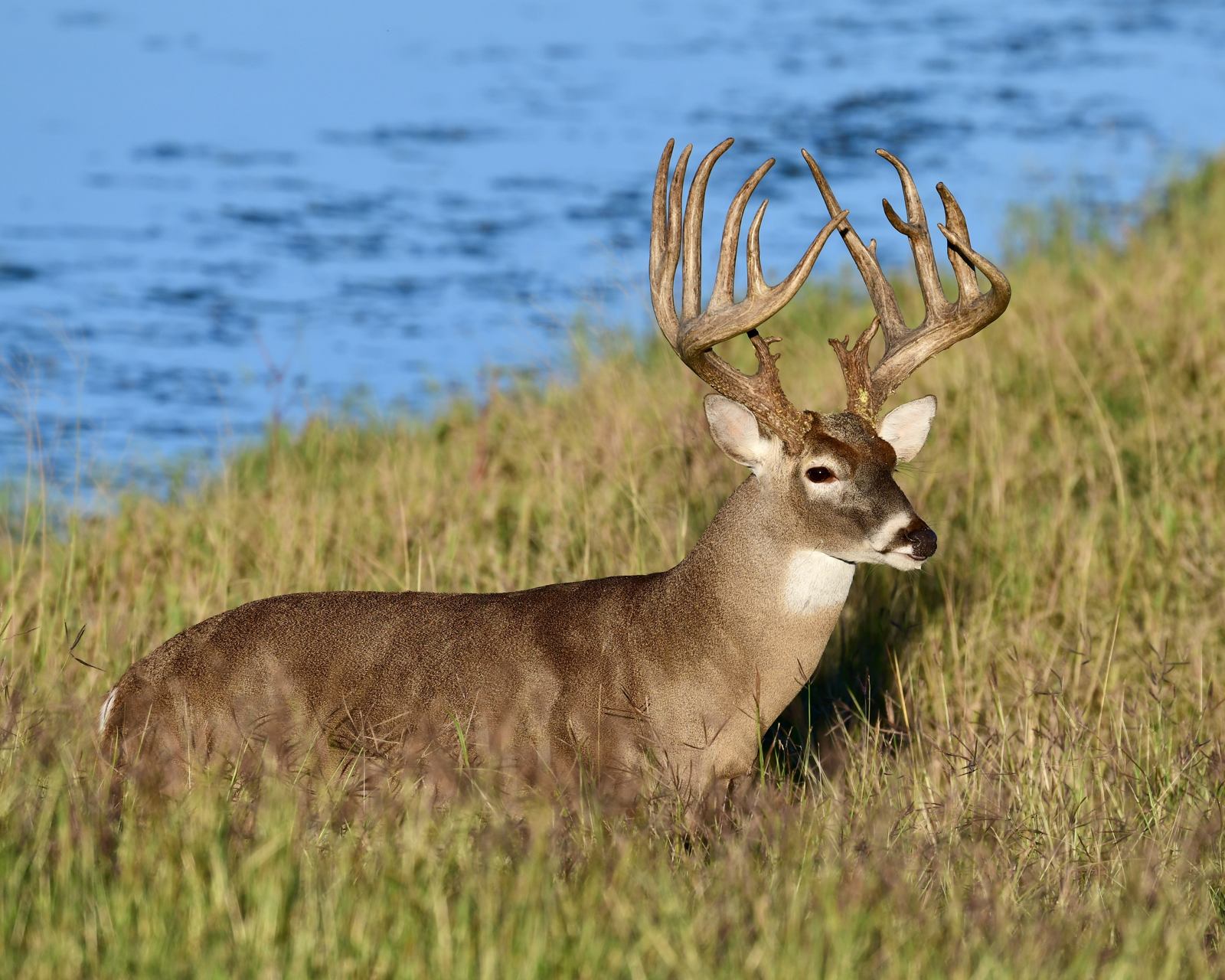 Why water matters on hunting land arkansas deer hunting